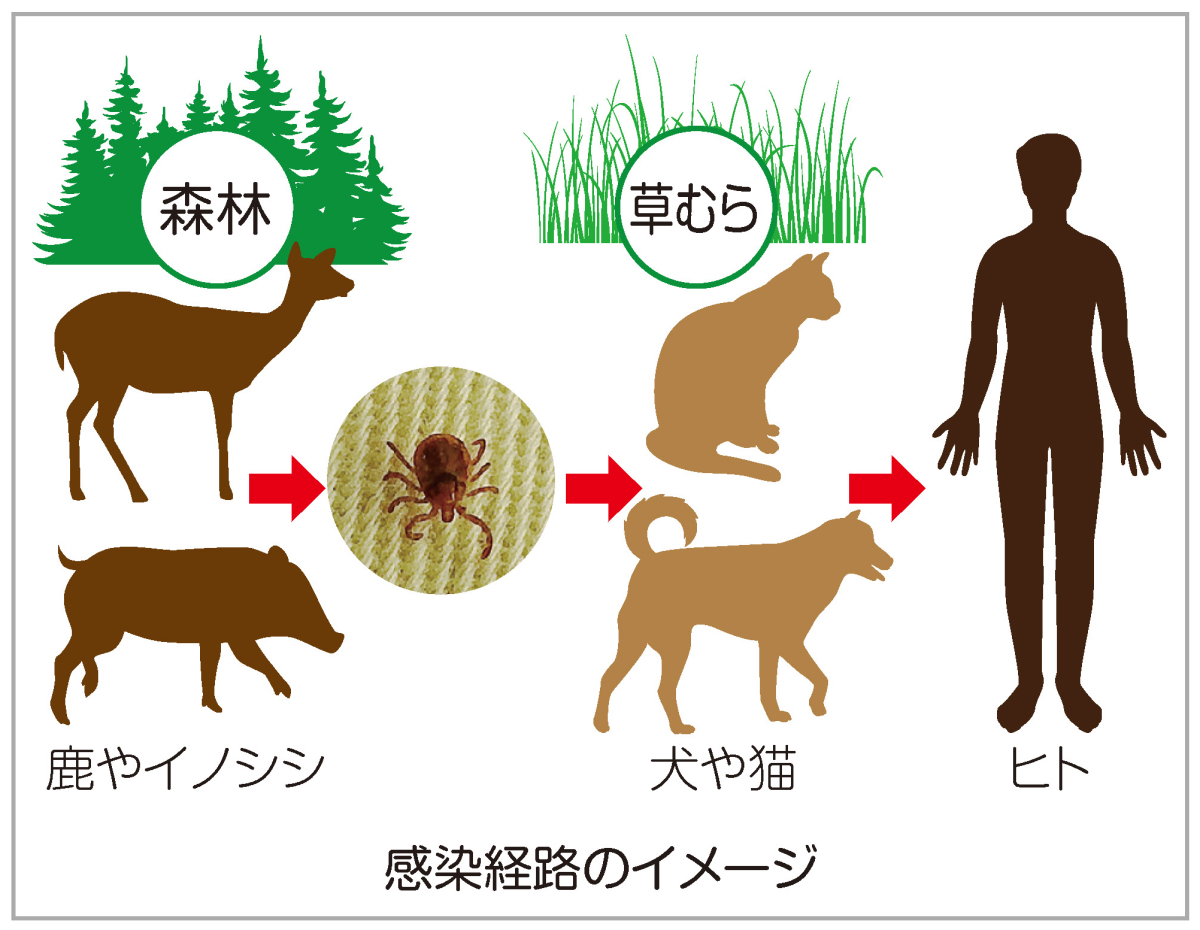 感染ルートのイメージ